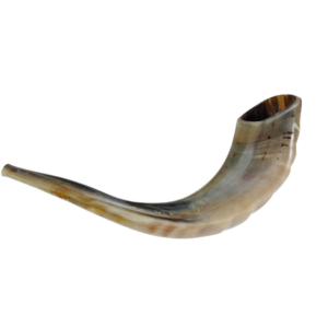שופר איל כשר למהדרין - רבנות. מידה 7 גודל 48-52 ס"מ